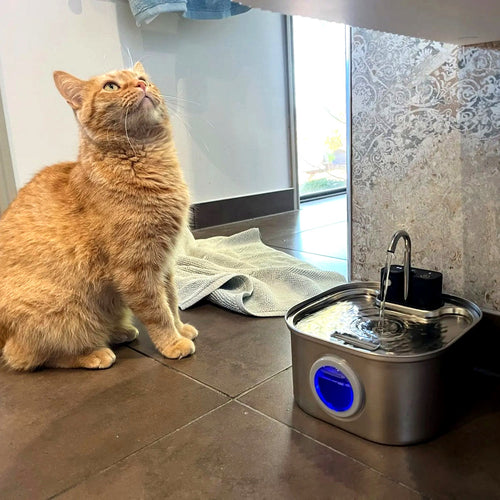 Ginger cat sitting beside the Purrtap stainless-steel cat fountain running in a home hallway