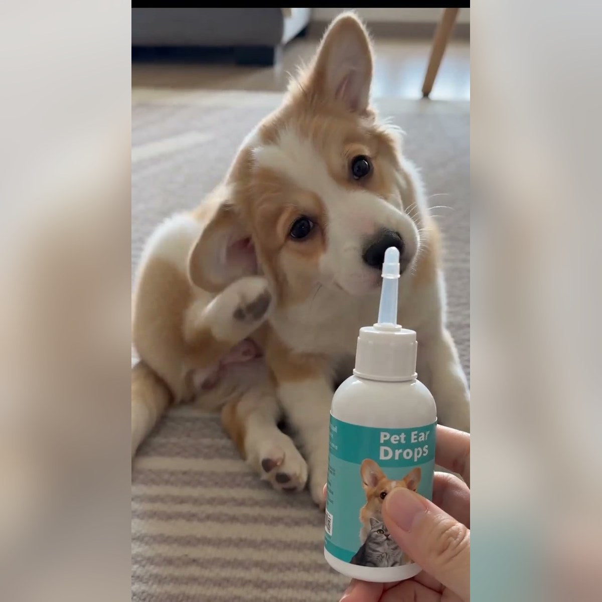 Pet ear drops bottle held next to a corgi puppy