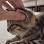 Applying the drops to a kitten's ear