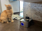 Cat beside the cordless stainless steel fountain in a kitchen