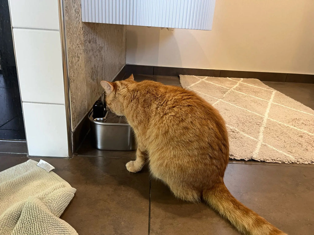 Cat drinking from the fountain on a tiled floor
