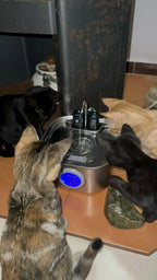 Three cats drinking from the fountain